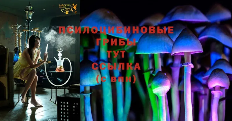 продажа наркотиков  Уяр  Псилоцибиновые грибы Cubensis 